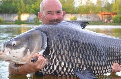 这巨型鲤鱼,曾是著名食用鱼,如今却因过度捕捞,被吃到濒临灭绝