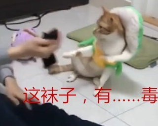 主人突然用袜子堵住猫咪的脸,猫咪的表现笑喷众人,猫:吾命休矣