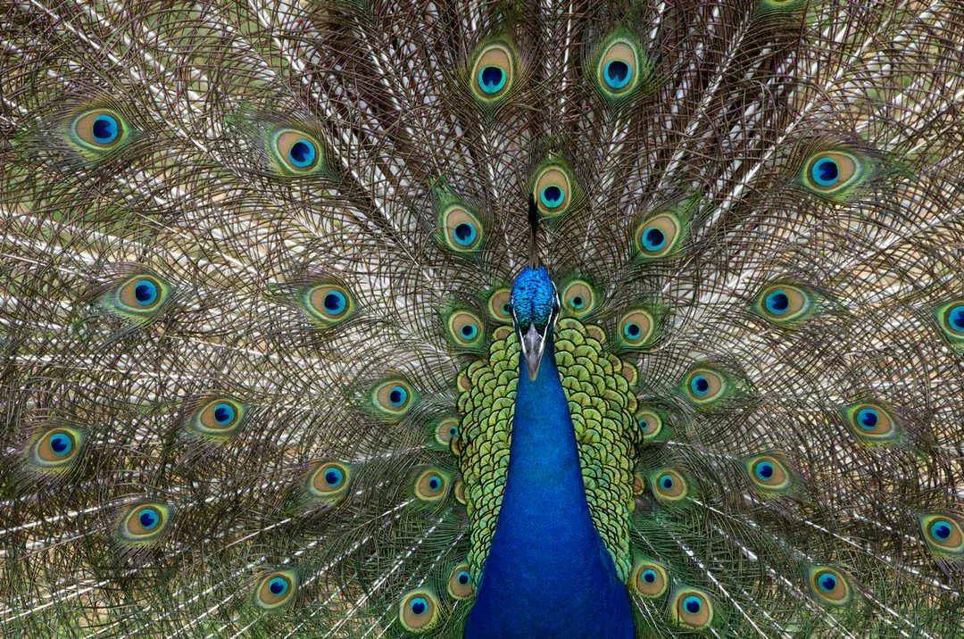 孔雀开屏摄影获奖作品欣赏