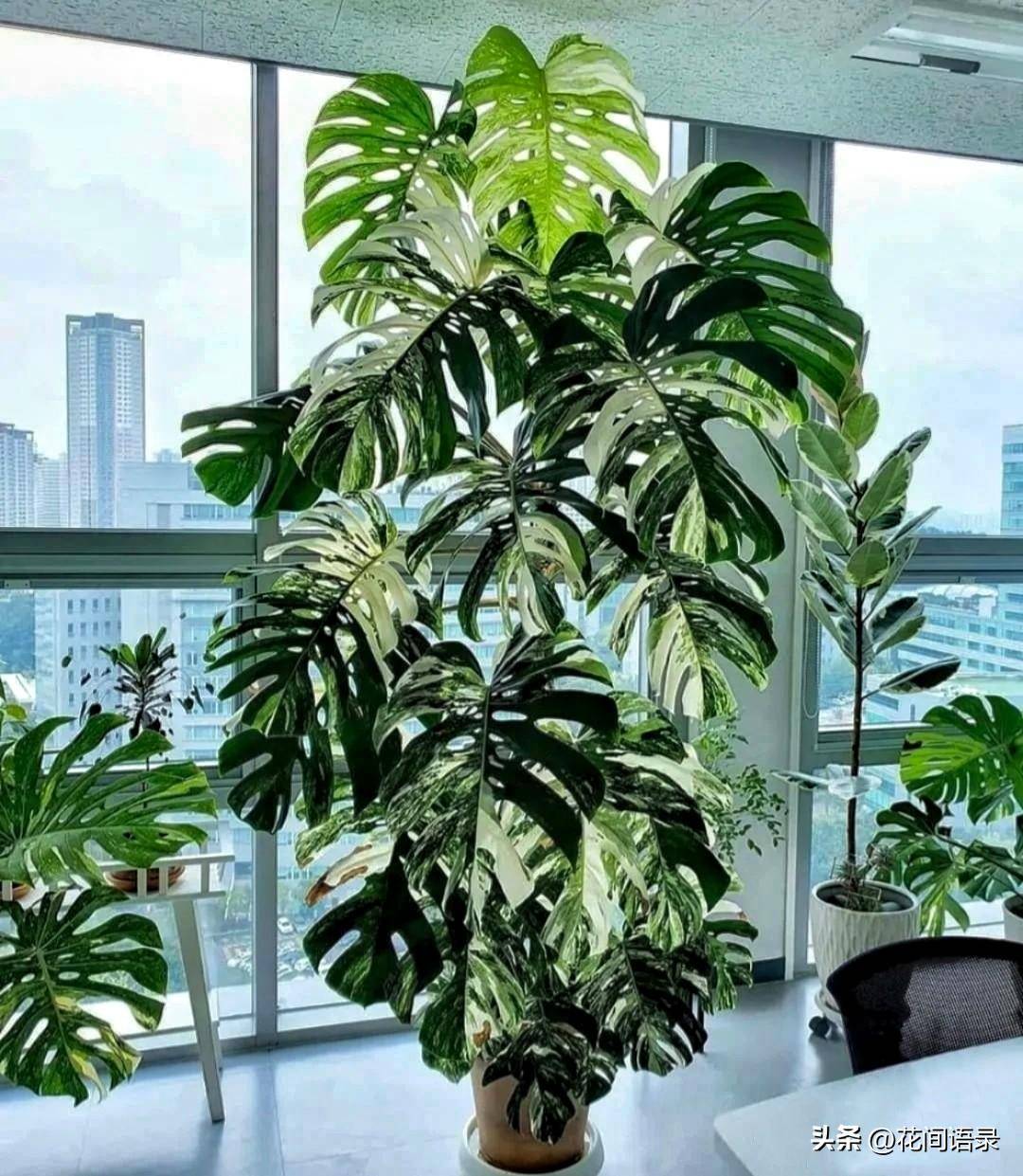 适合在客厅摆的超大绿植,显富贵
