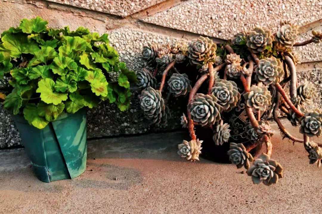 8年的白牡丹多肉老桩太美了,古风十足