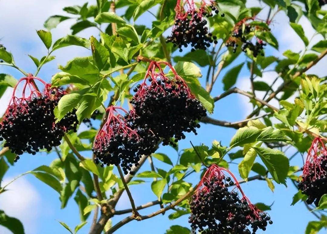 连钟南山院士都推崇的接骨木莓你知道吗?