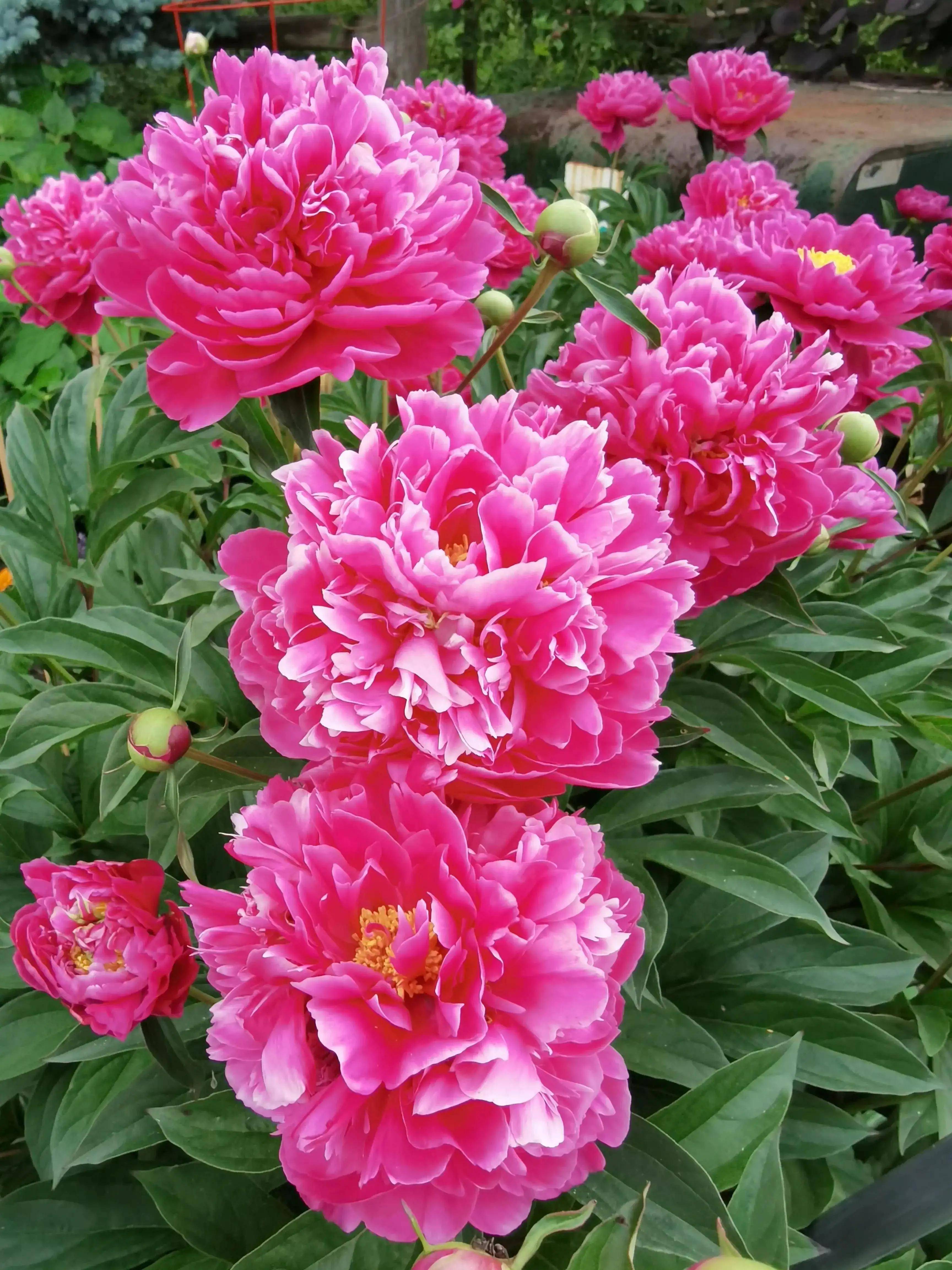 蓝天白云,百花盛开,美不胜收.