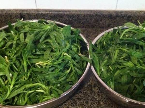 它是菜也是药,老一辈曾靠它"填肚子",能止咳凉血,但少有人知_野菜