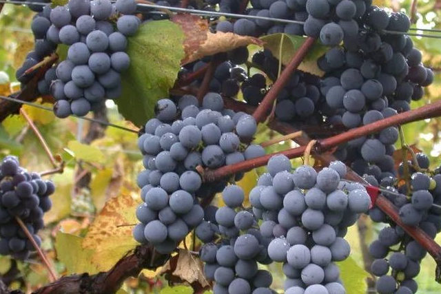 别再说盲品难了,我一次性给你总结了 20 种典型葡萄酒的特点!