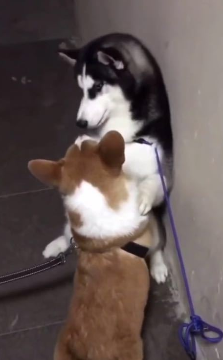 哈士奇被柯基壁咚到墙角,危急之中做出这个动作,路人笑喷了