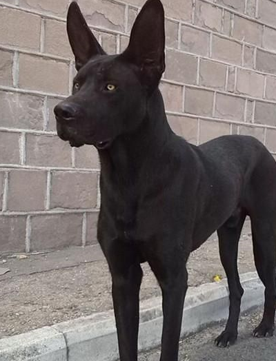 被称为黑驴蹄子的神秘猛犬 东北人的心中最爱 北方警队专供犬种