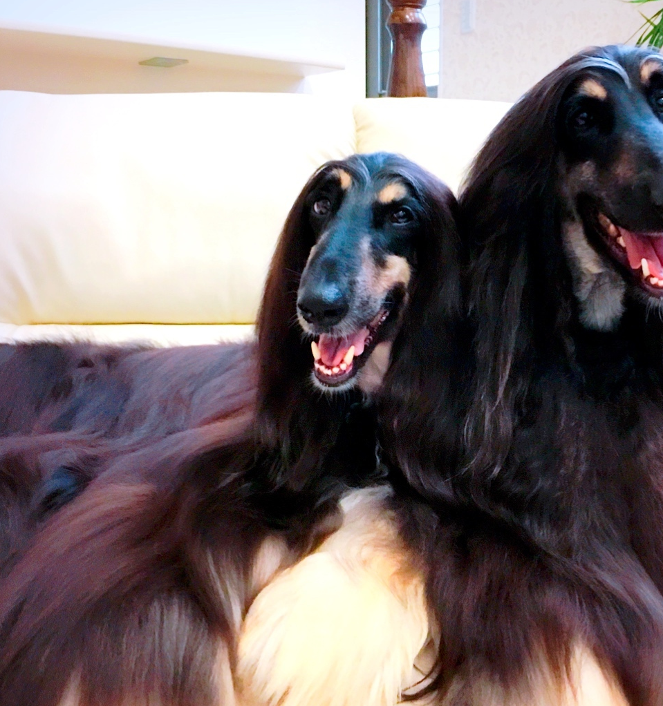 被誉为深山侠客的4大原生犬,其中它在深山中散养,已沦为野生犬