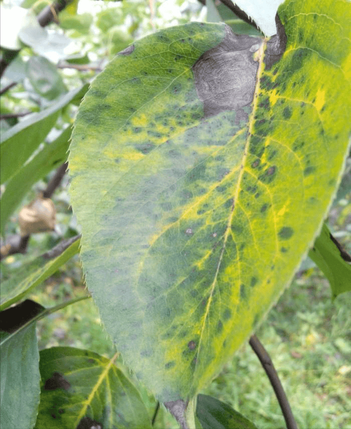 夏季重点防治梨树三种病害