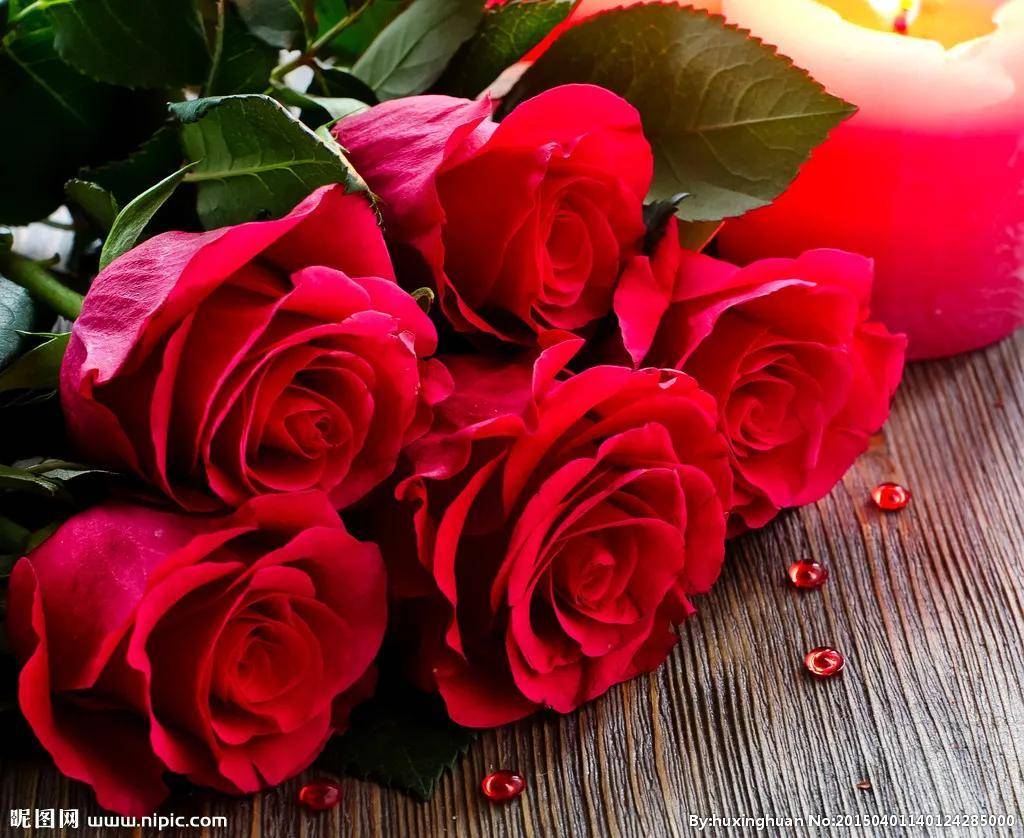 漂亮迷人的玫瑰花,美艳迷人