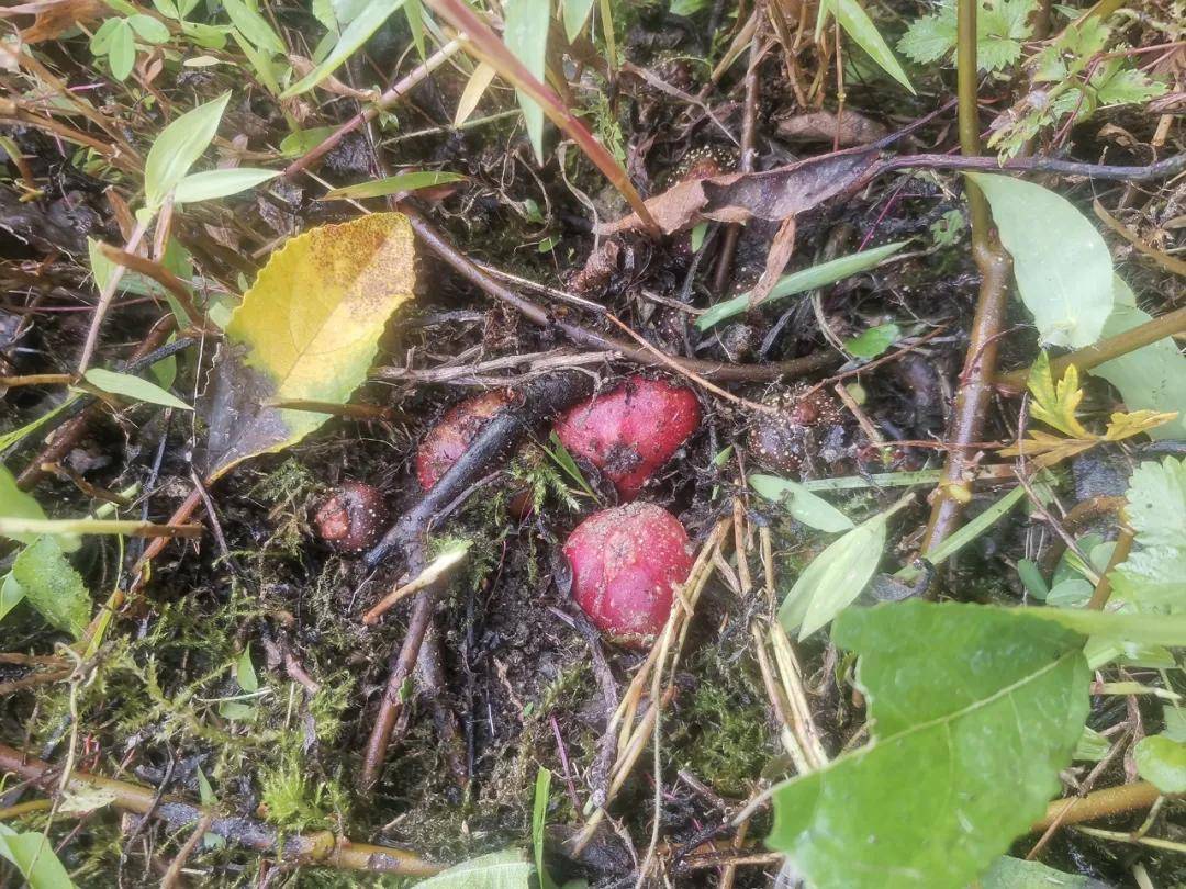 埋在土里的石榴,即将成熟,儿时抢着挖来吃,如今20元/斤,可别错过了
