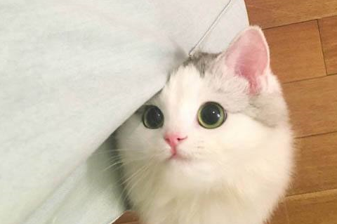 你见过腿短到够不到自己脸的猫咪吗?小短腿简直萌到家,太可爱了
