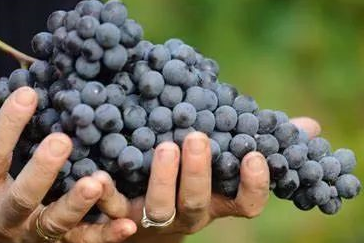 别再说盲品难了,我一次性给你总结了 20 种典型葡萄酒的特点!