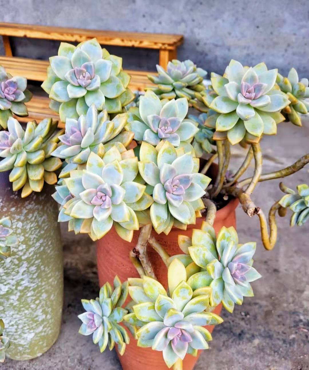 淡雪多肉怎么养更好看,一定要控短控肥