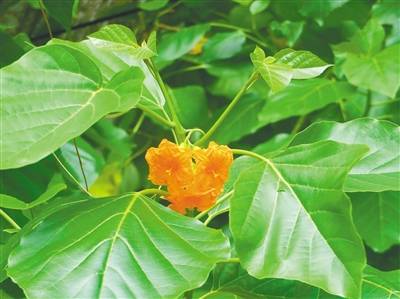 热带滨海植物: 在砂石间逆境逢生