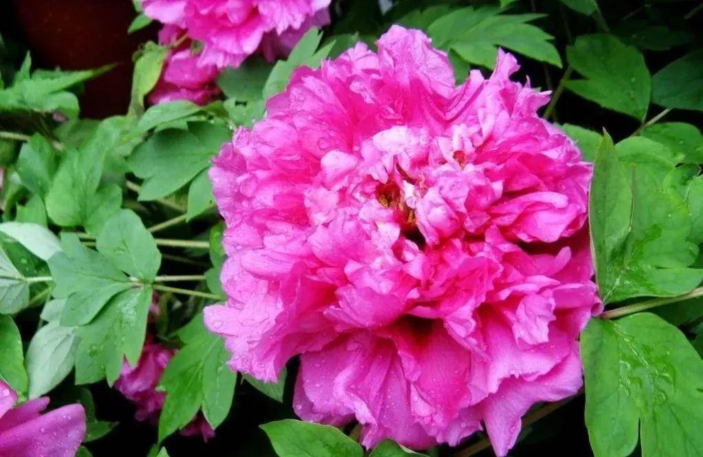 蓝天白云,百花盛开,美不胜收.