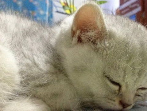 主人专心看电视,猫咪趁机偷栗子,被逮到后小表情亮了,笑哭主人