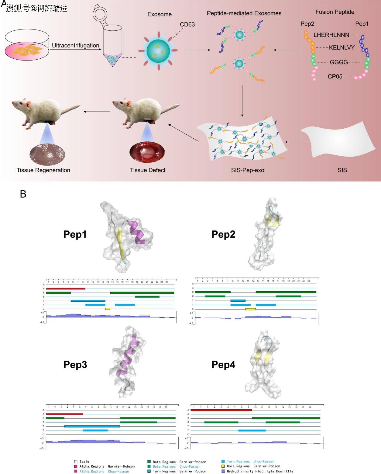 脐带间充质干细胞外泌体的提取图为:sis在融合肽介导下的外泌体偶联与