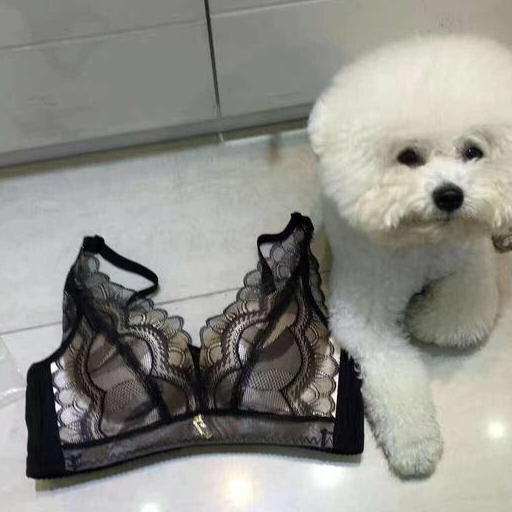 老公跟我闹离婚!狗狗拿出的东西让他净身出户