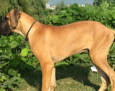 它是体型最大的犬,被称为太阳神的犬 常被与马士提夫犬比较