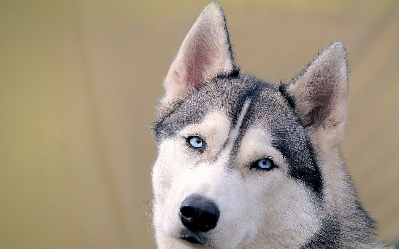 哈士奇变身奶妈,尽心尽力照顾宝宝,网友:不怕把孩子带偏?