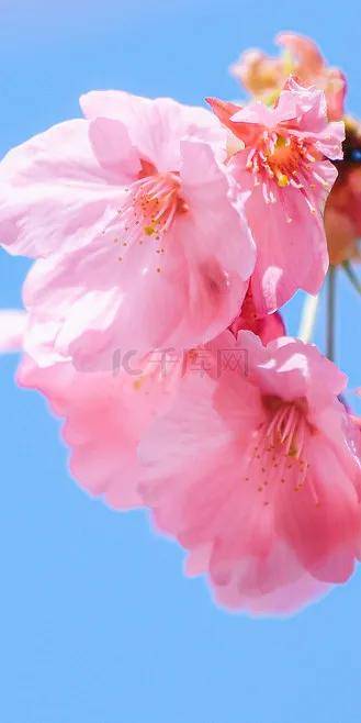极美的花朵壁纸,流光溢彩