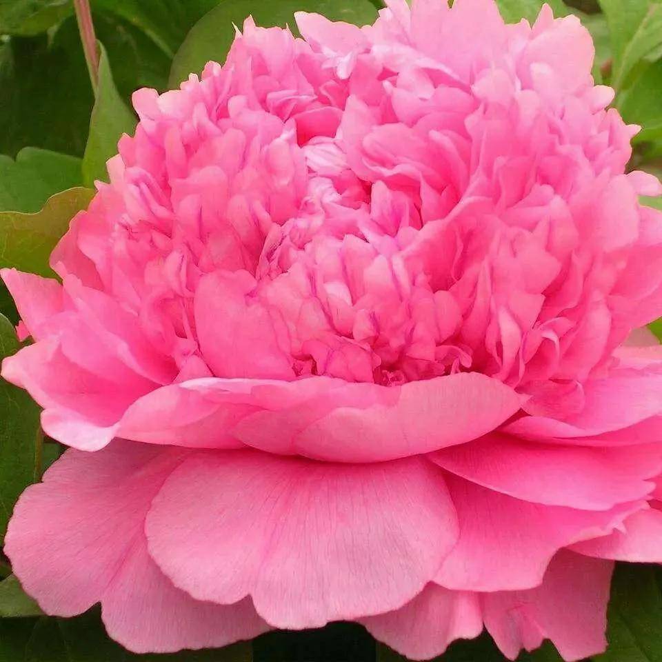 顶级绝美牡丹花欣赏