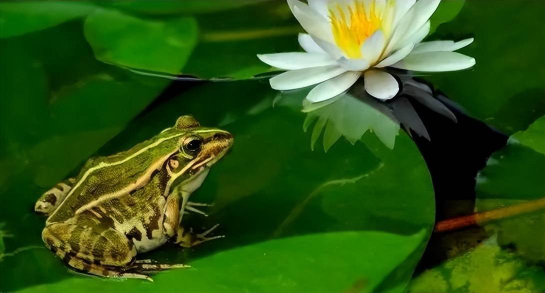 虽然它们统一被叫做青蛙,可是农村的青蛙,你知道几种?