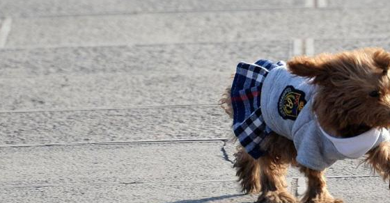 主人悠闲的骑着电动车,泰迪在后面拼命追,主人:这才是遛狗