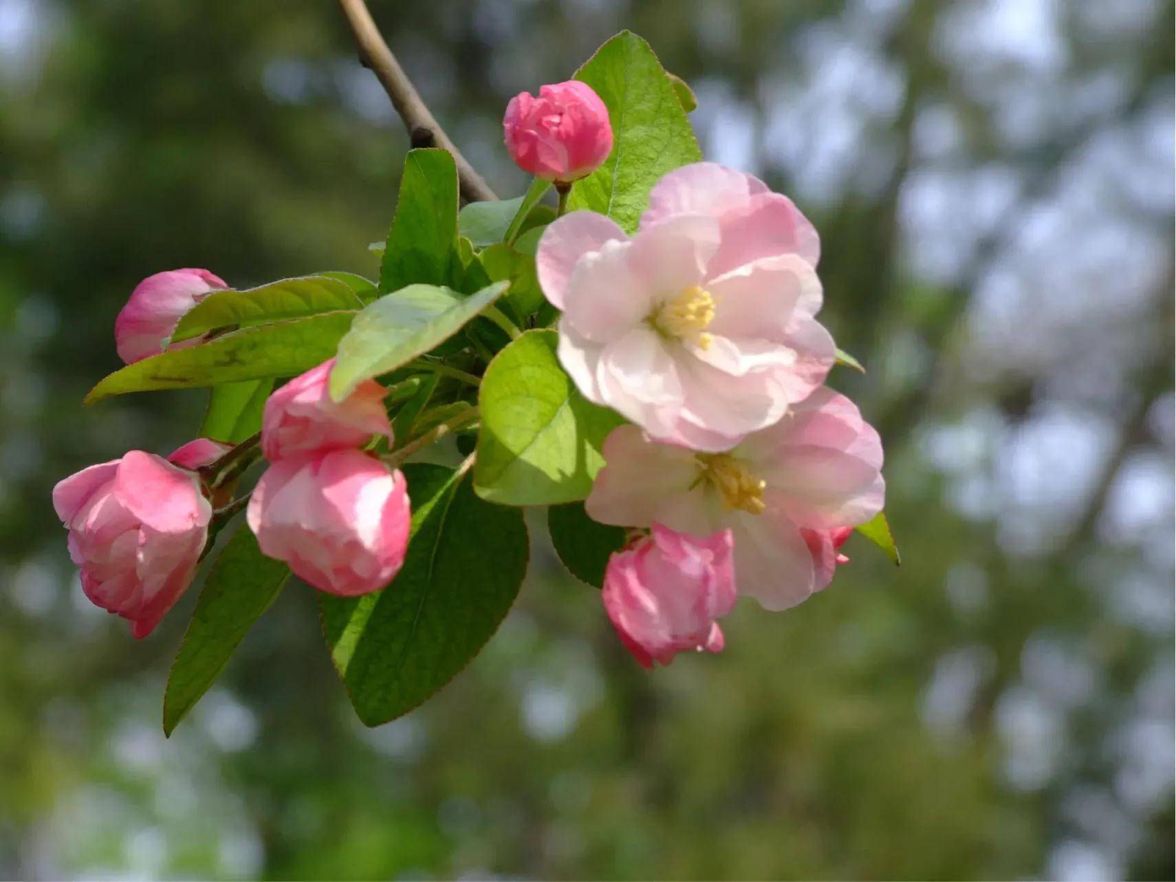 娇艳美丽的海棠花,醉人心扉