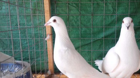 信鸽一雄配多雌的趣味实验!