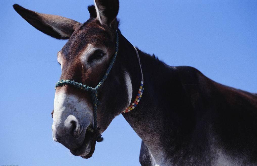 聪明又强壮的蒙古野驴,怎么变成濒危了?