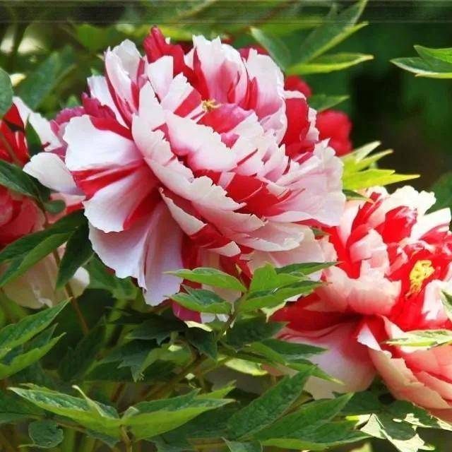 洛阳牡丹名贵品种,二乔牡丹花,国色天香