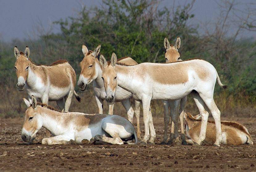 聪明又强壮的蒙古野驴,怎么变成濒危了?