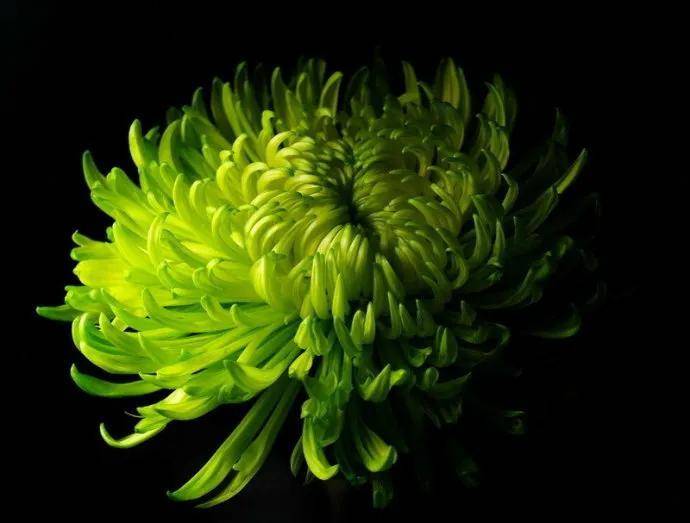 美的秋菊花,稀有珍品