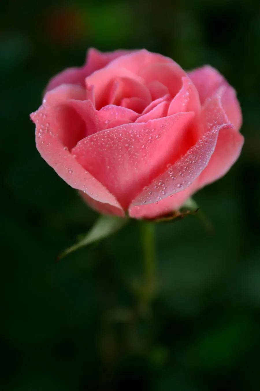 壁纸,五彩月季花