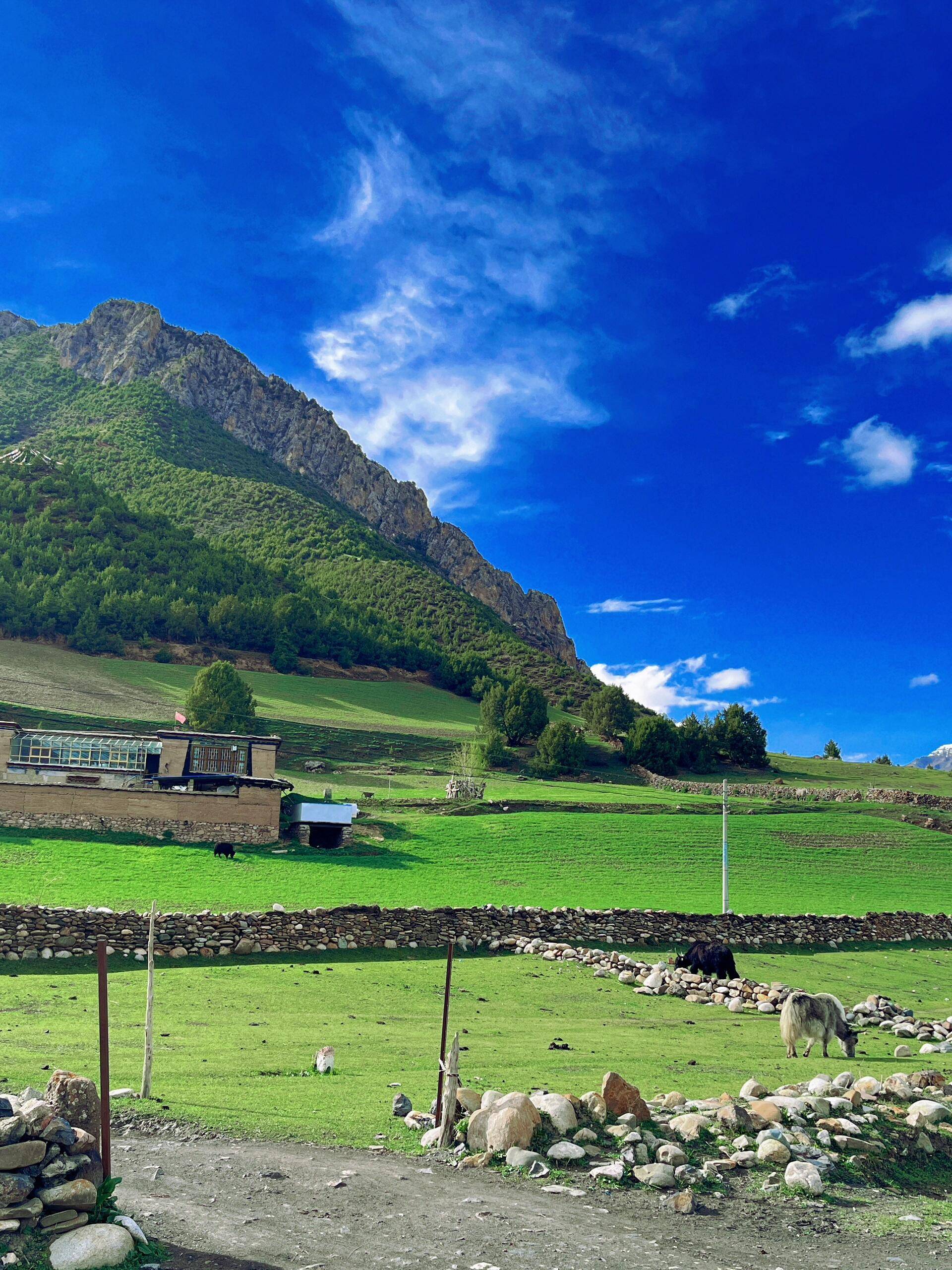 巴松措出发,游览雅尼湿地,雅鲁藏布大峡谷,赠送骑马射箭-游览鲁朗林海