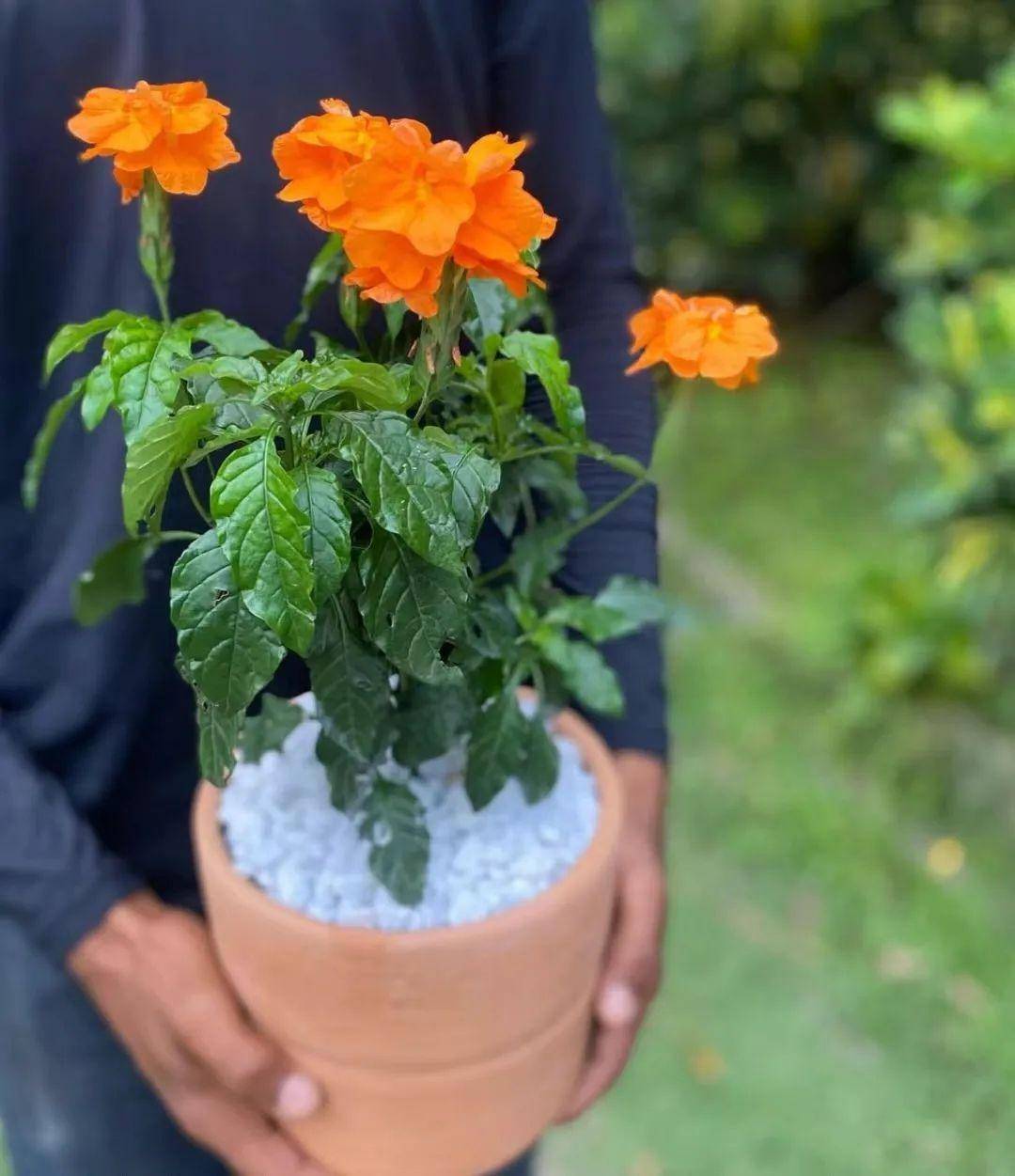 鸟尾花这草花开花太频繁