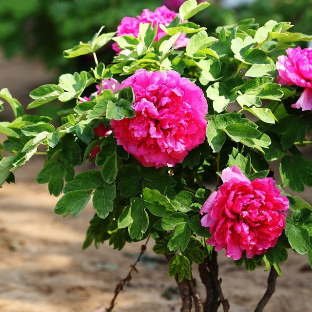 这些"不起眼"的树苗价值连城,来年富得流油_红豆杉_植物_盆栽