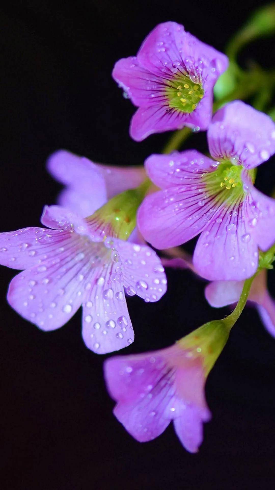 精致美丽的山茶花.一朵红荷.漂亮的月季花.一朵洁白端庄的荷花.