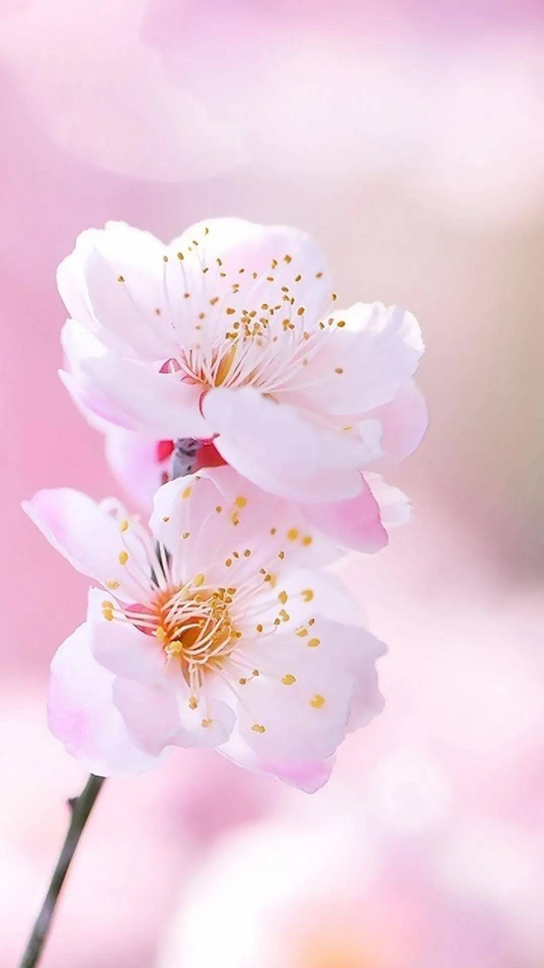 壁纸美图,鲜花怒放,五彩斑斓