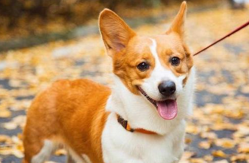 因素五,性别原因母的柯基犬要比公的柯基犬要贵一点,毕竟母的柯基犬