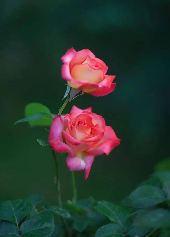 壁纸,五彩月季花