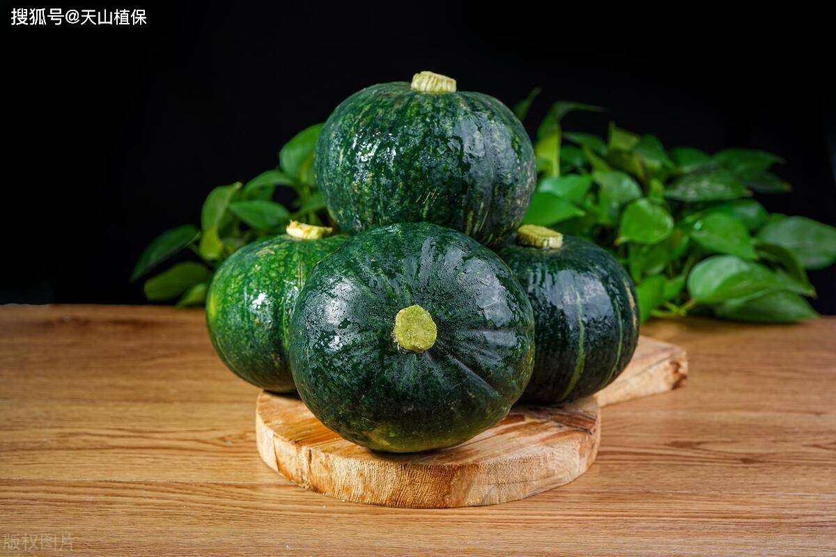 贝贝小南瓜几月份播种