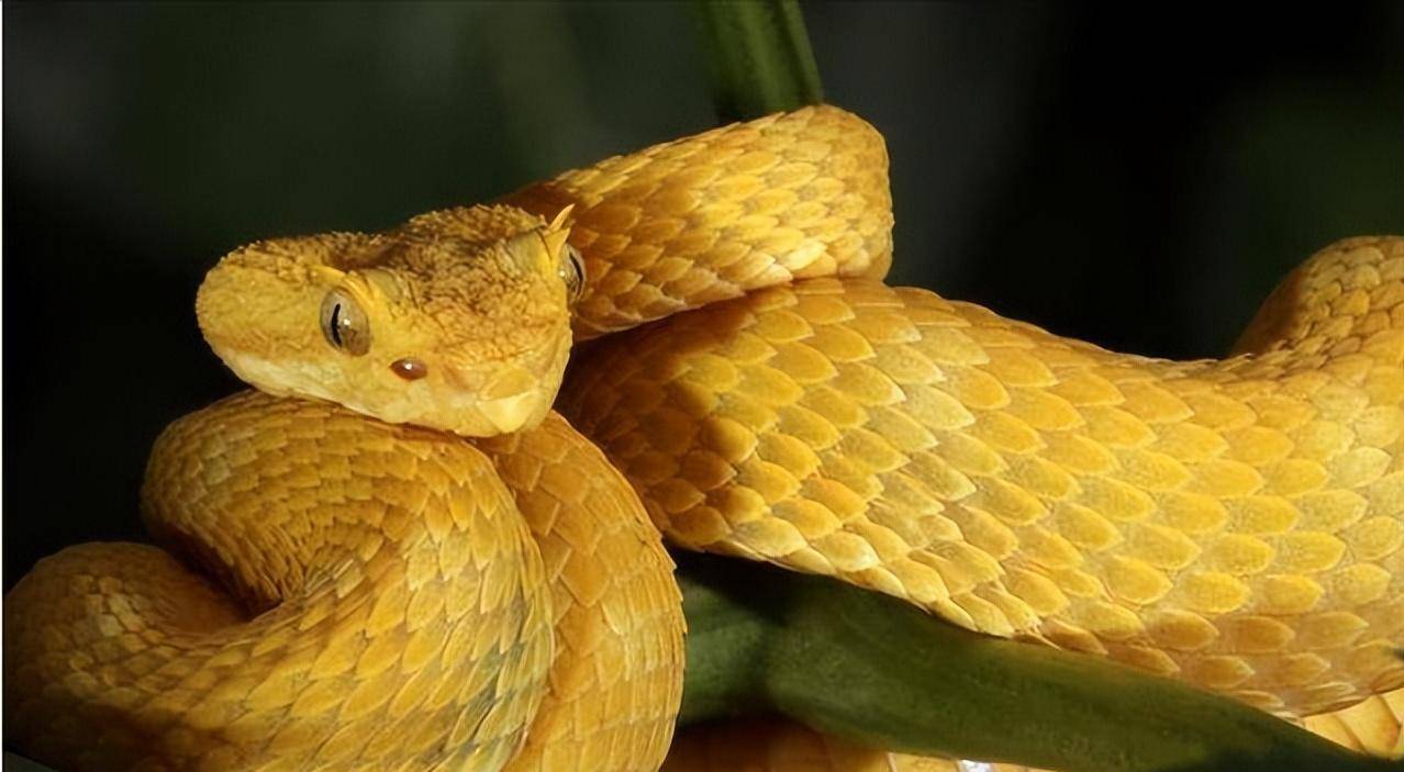 "人类禁地"巴西蛇岛:岛上毒蛇有4万多条,相比陆地近亲毒5倍