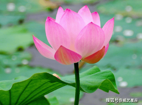 下个月开始,4属相运势上涨,横财大旺,事业进步,生活更