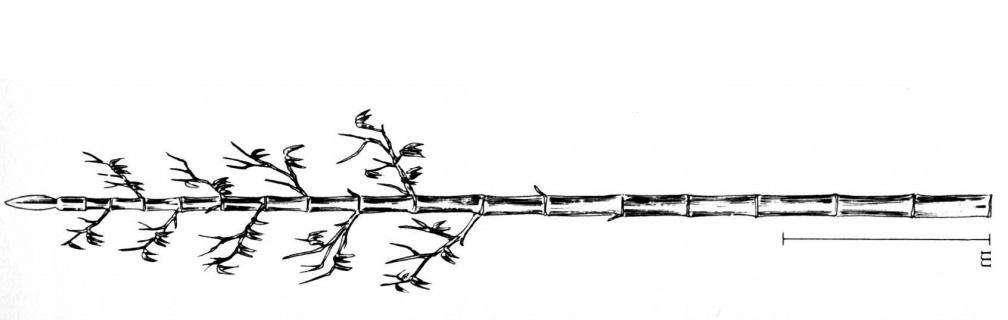 的"神兵",其中这件兵器拥有13件,便一统天下_努尔哈赤_倭寇_戚继光