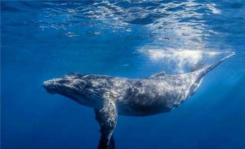 专家在明定陵找到答案_鲸鱼_大鱼_徐福