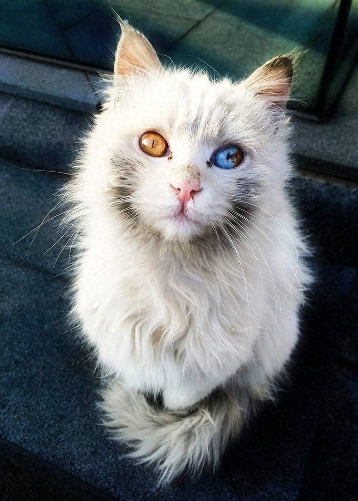 全球最美的18只猫咪,每只都超级呆萌,看第一眼就想养它