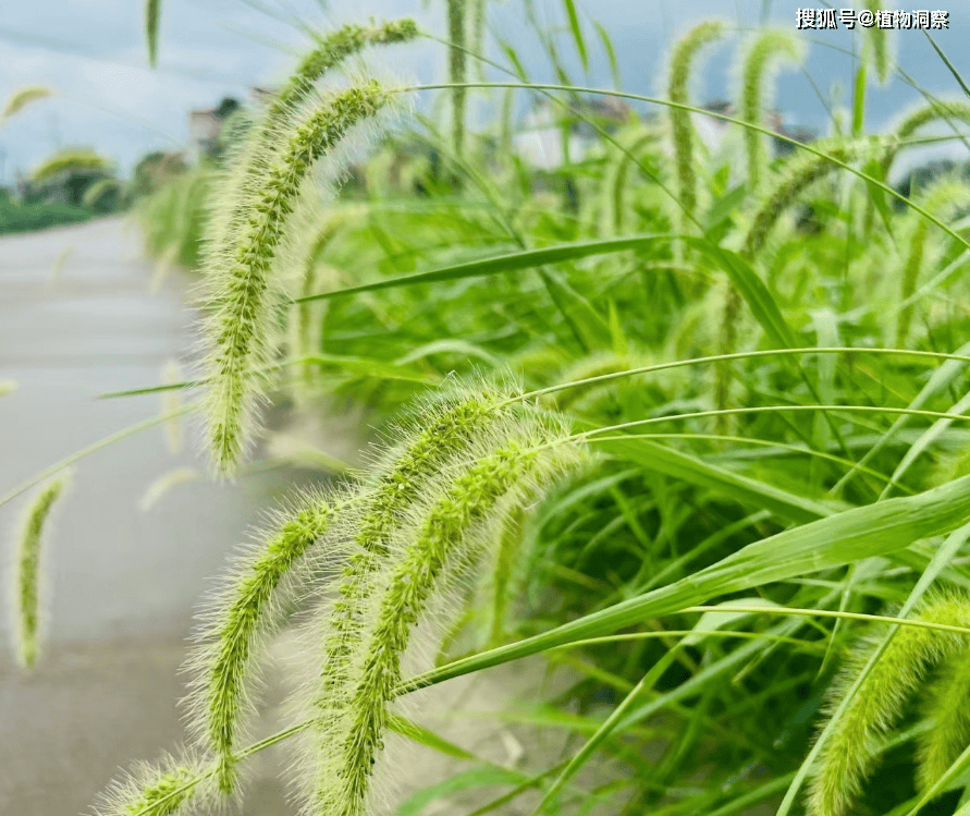 它是小米的祖先,1株结上万粒种子,如今沦为杂草,可惜了!
